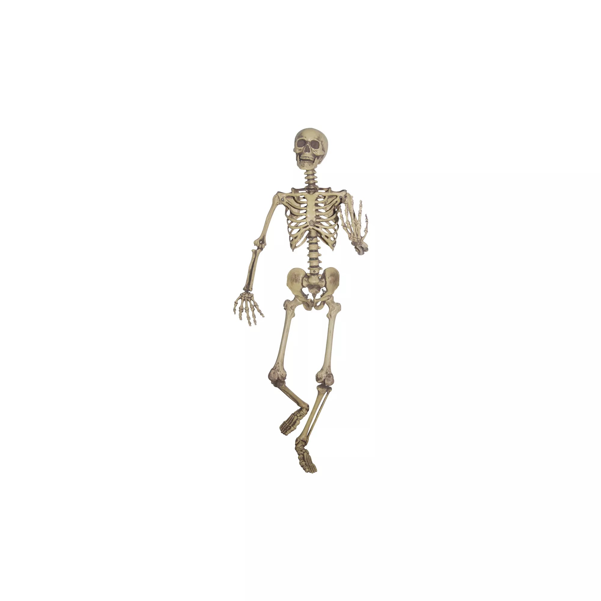 5 Ft Poseable Skeleton