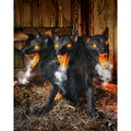 2 Ft 7 In Cerberus Three Headed Dog Animatronic