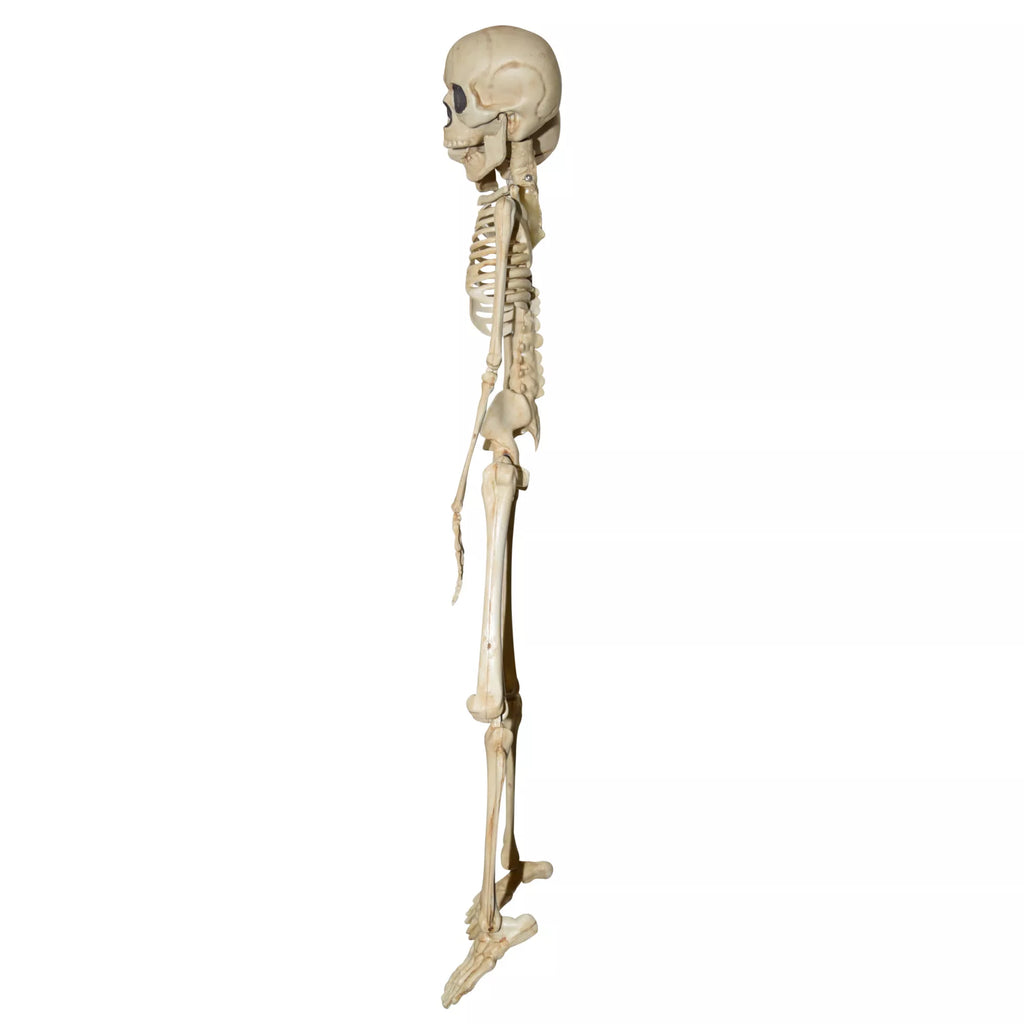 20 Inch Two-Headed Skeleton