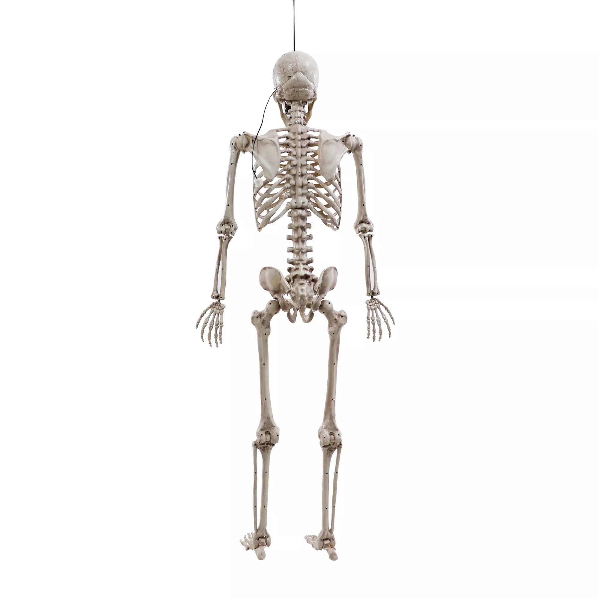 5 Ft Poseable Digieye Skeleton