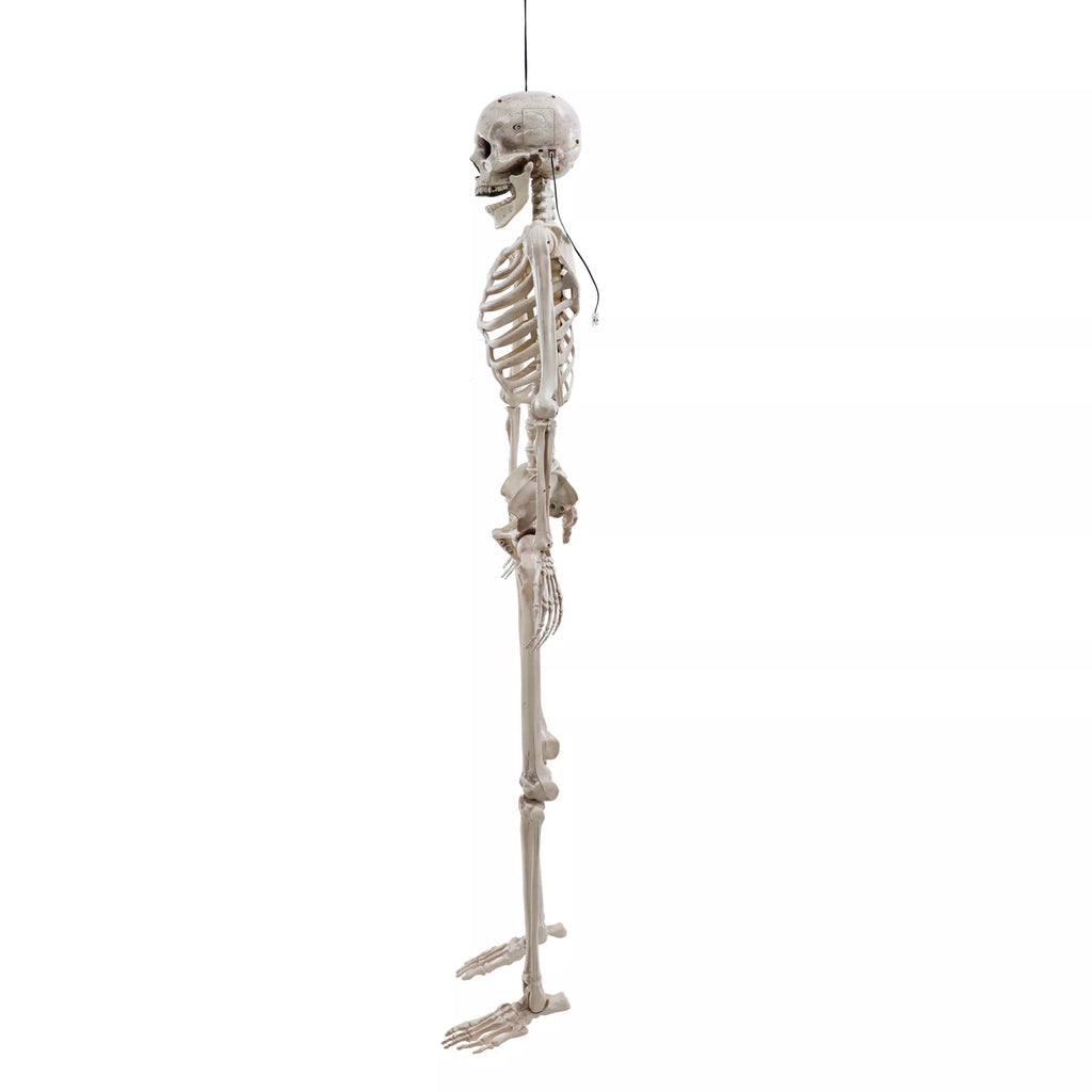 5 Ft Poseable Digieye Skeleton