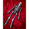 Ossa Bones Comfy Curiosity