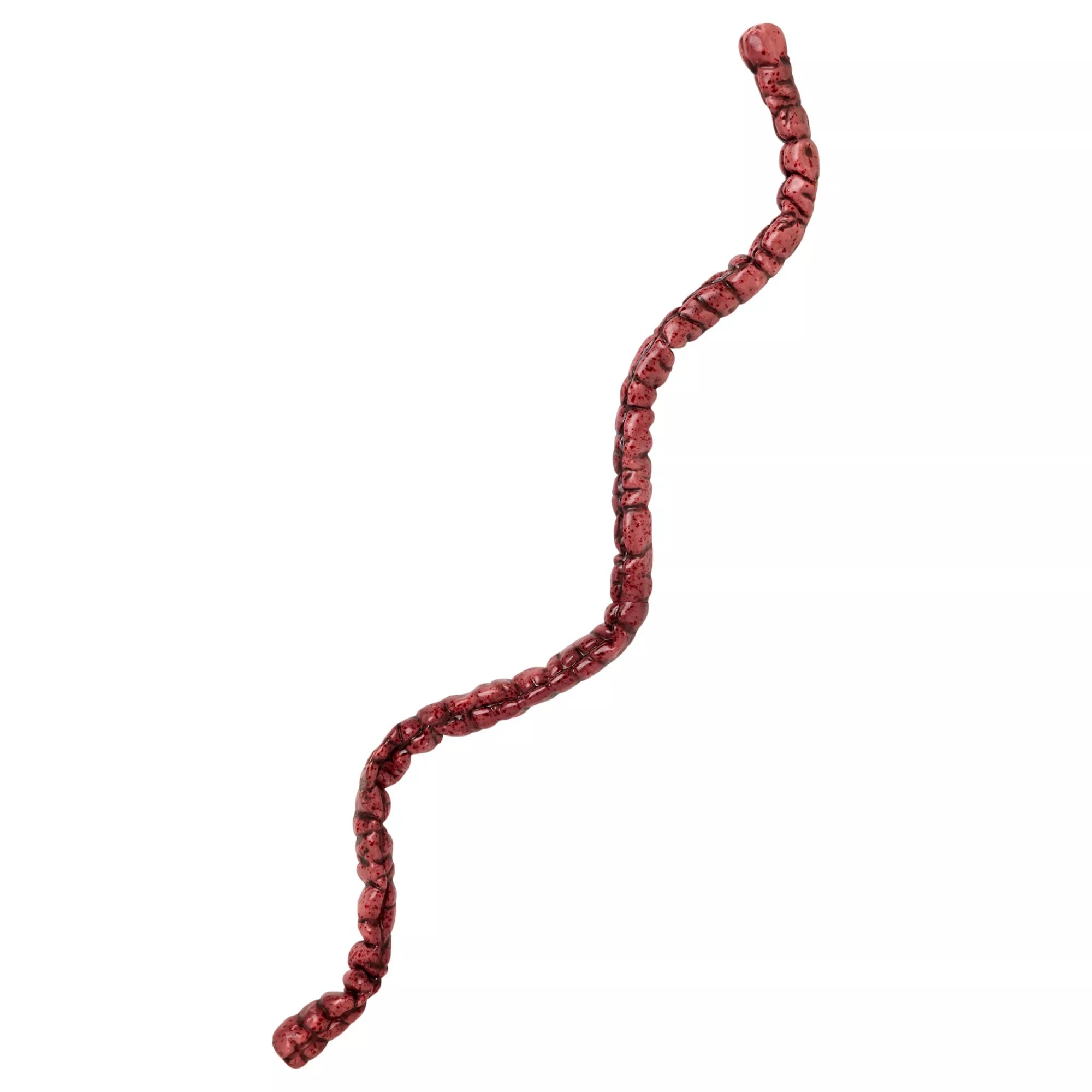 Poseable Intestine