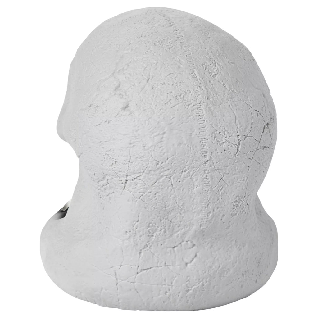 Skull Talking Head