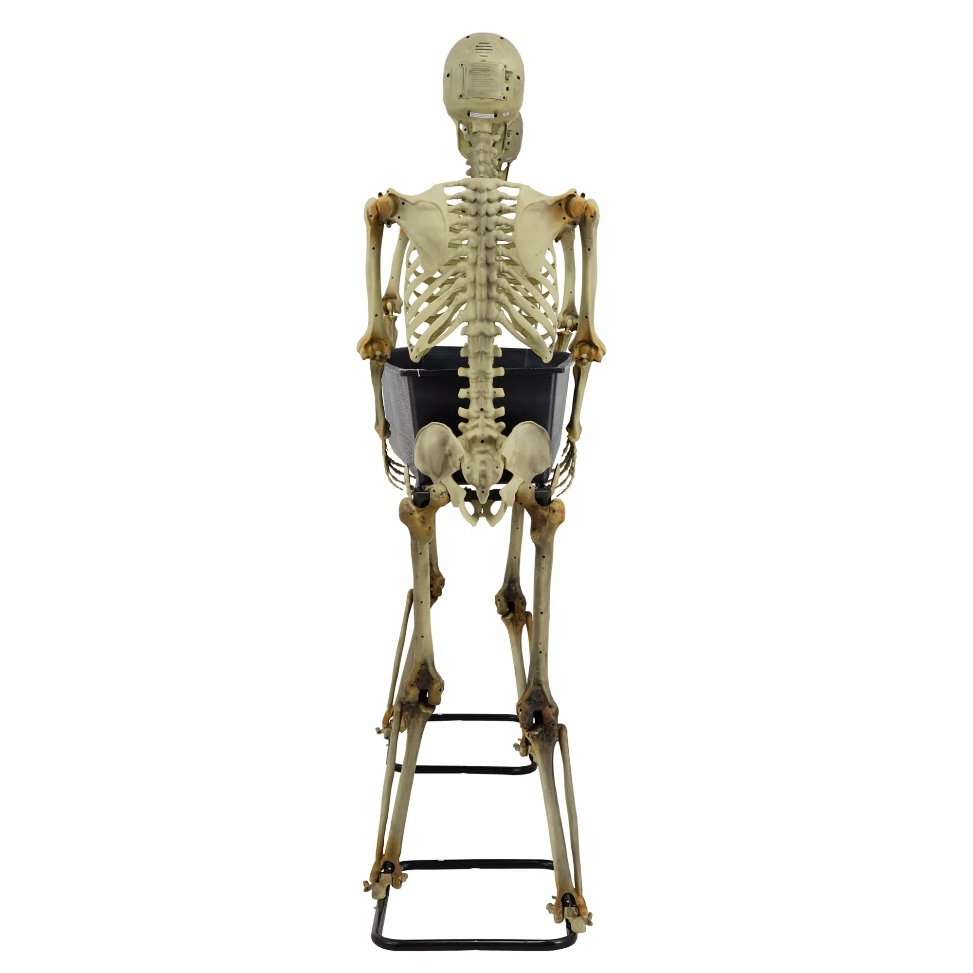 5 Ft LED Skeletons with Coffin